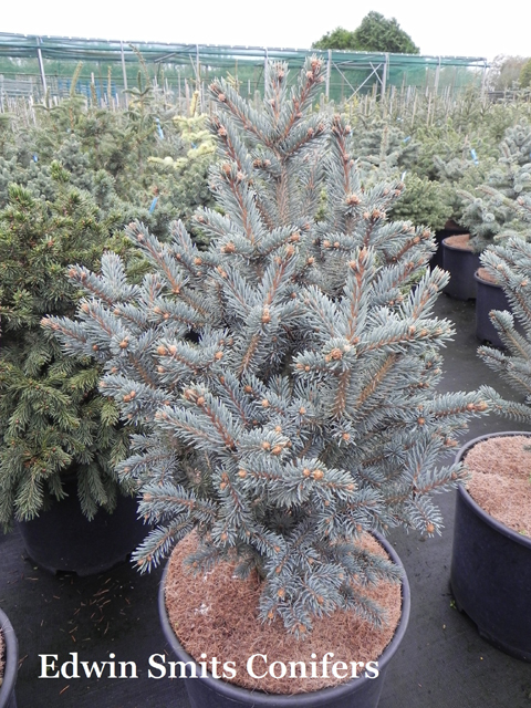 Picea pungens 'Horstmann'